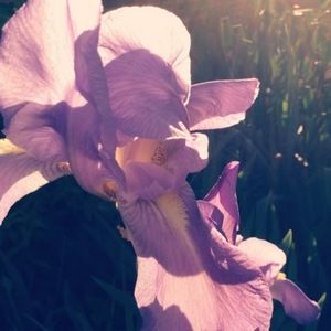 Meet your Posher, Maggie